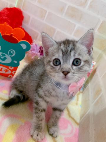 マンチカン足長