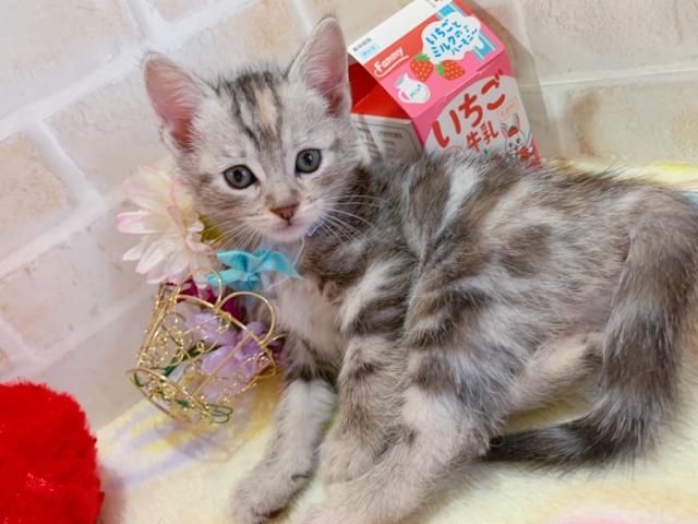 マンチカン足長