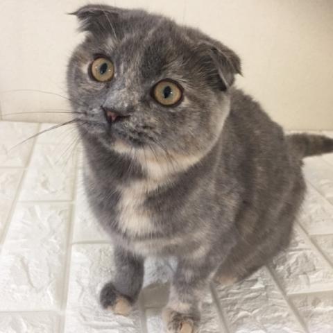 マンチカン