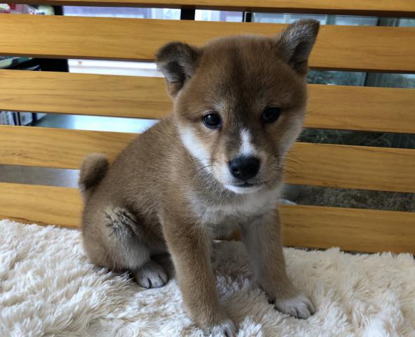 柴犬