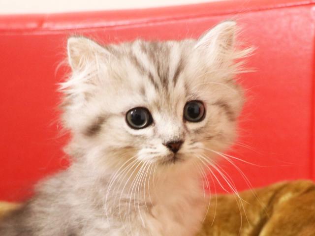 ミヌエット（旧ナポレオン）