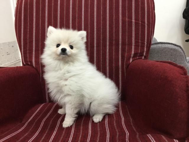 ポメラニアン