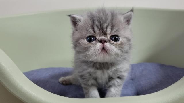 エキゾチックショートヘアー 子犬や子猫たちのペット販売情報が満載 ペットステーション