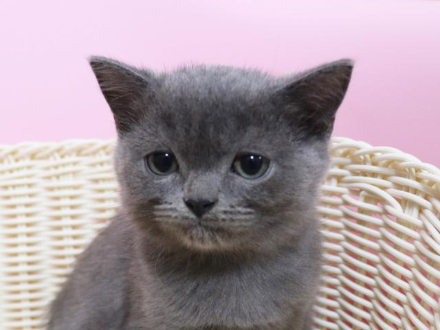 スコティッシュフォールド