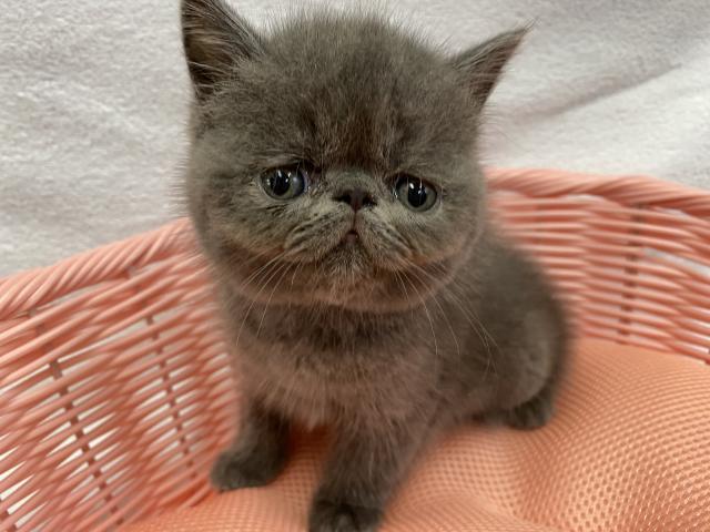 エキゾチックショートヘアー