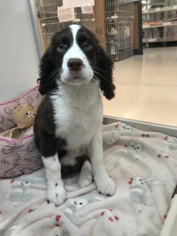 イングリッシュスプリンガースパニエル