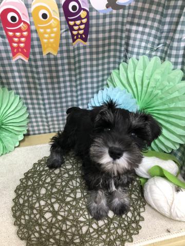 ミニチュアシュナウザー