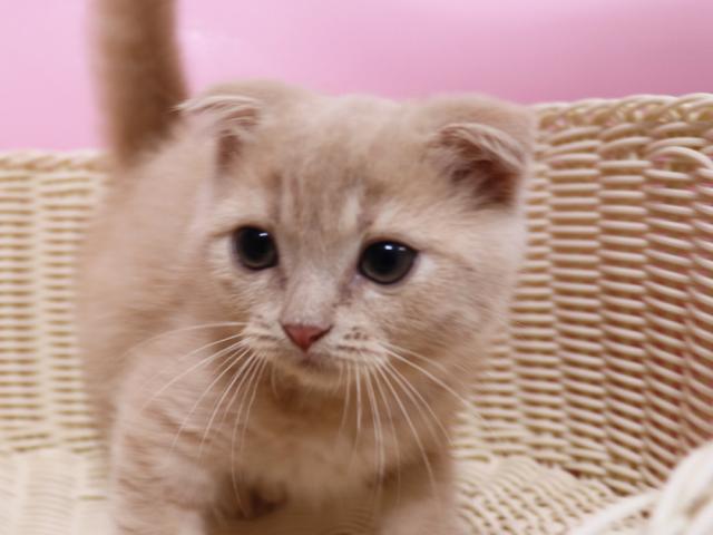 スコティッシュフォールド