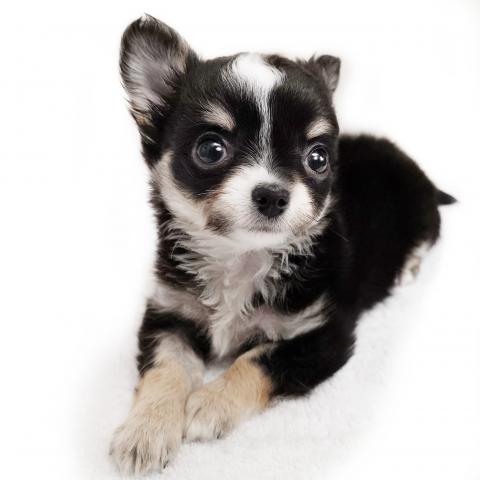 チワワ(ロングコート)