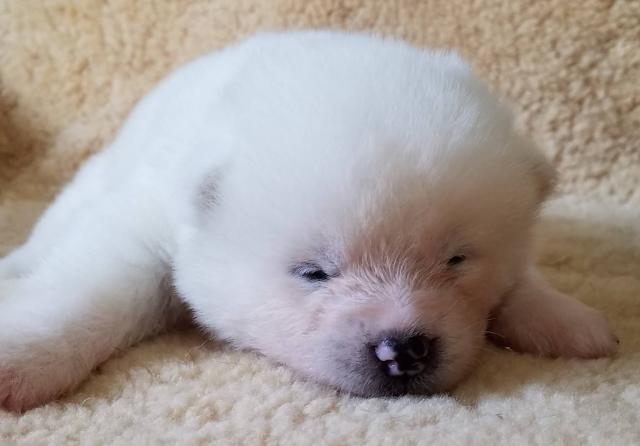秋田犬