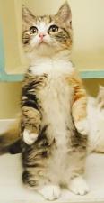 マンチカン靴下ニャンコの短足ちゃんにゃ~~~▪♫ CMキャットのお孫さんにゃー🐾