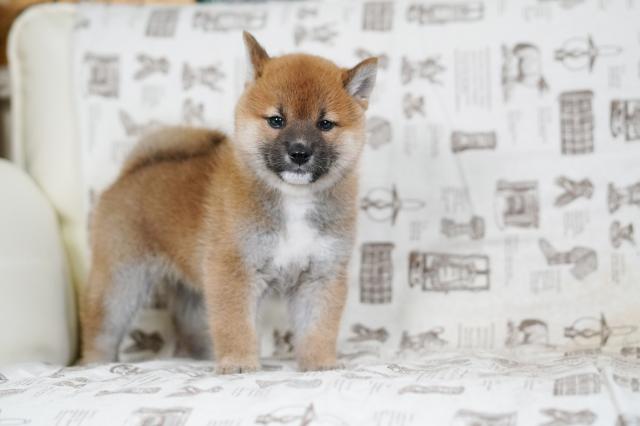 柴犬