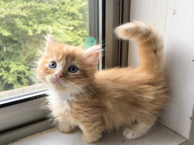 マンチカン長毛短足ちゃん♡