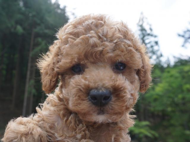 トイプードル