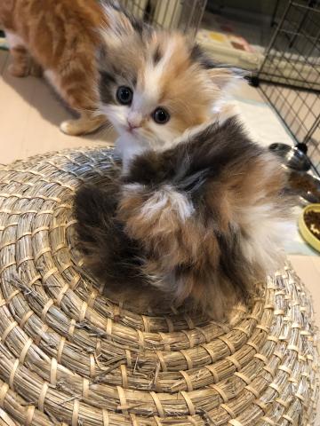 ミヌエット（旧ナポレオン）