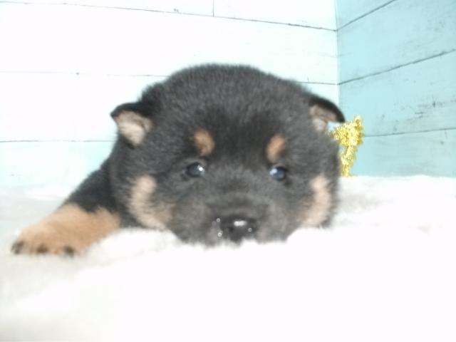 柴犬豆柴犬