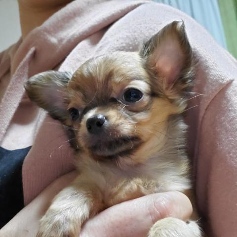 チワワ（ロングコート）