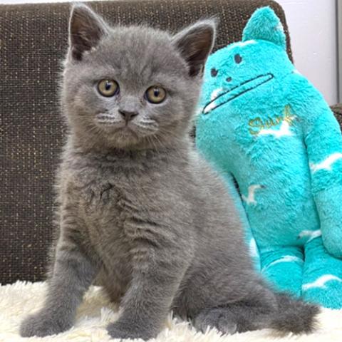 ブリティッシュショートヘア