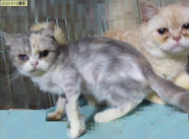 スコティッシュフォールド