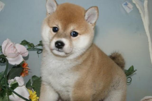 柴犬豆柴
