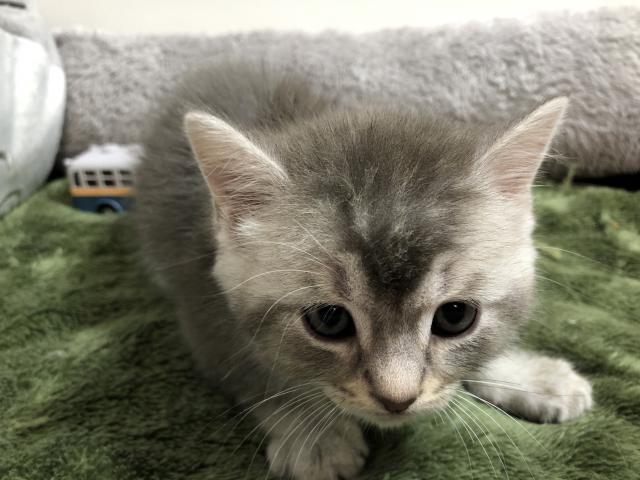 マンチカン(長足)