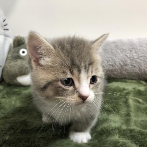 マンチカン(短足)