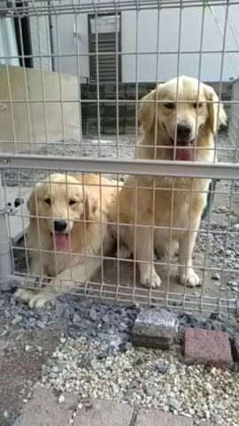 心犬舎Ａ
