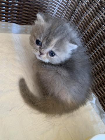 エキゾチックショートヘアー