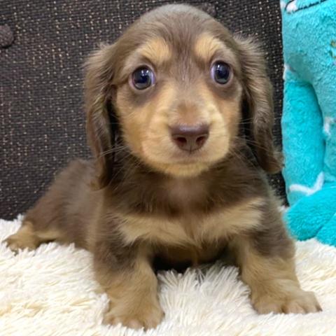 カニンヘンダックスフンド