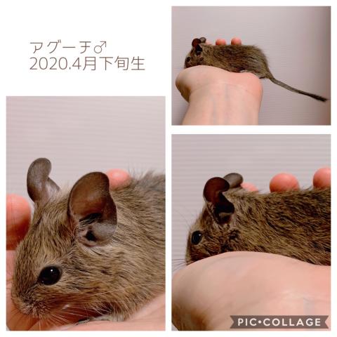 アグーチデグー
