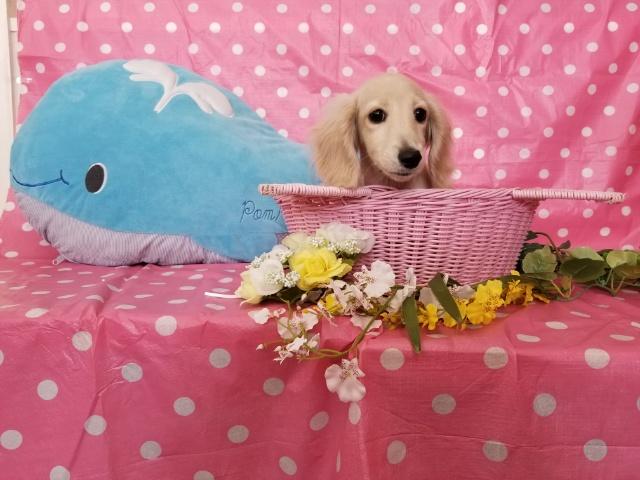 カニンヘンダックスフンド