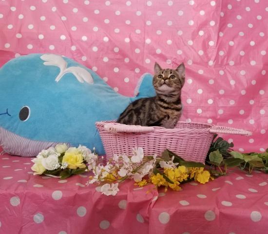 スコティッシュフォールド