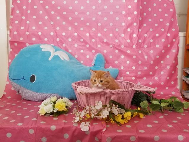 ミヌエット（旧ナポレオン）