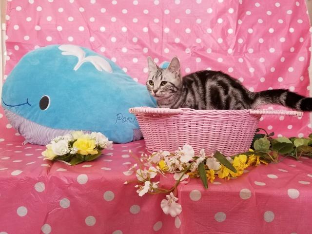 アメリカンショートヘアー