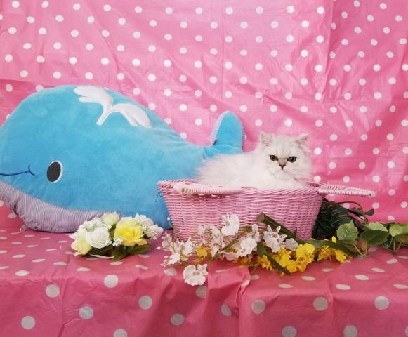 ペルシャ・ヒマラヤン