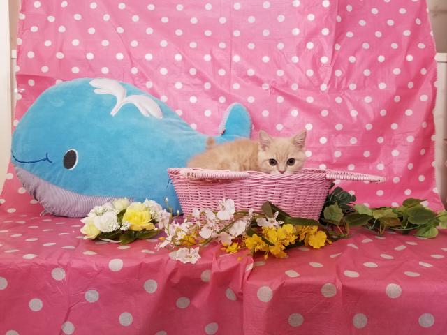 スコティッシュフォールド