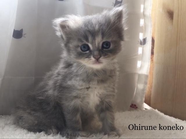 マンチカン並足　セミロングヘア　動画あり！