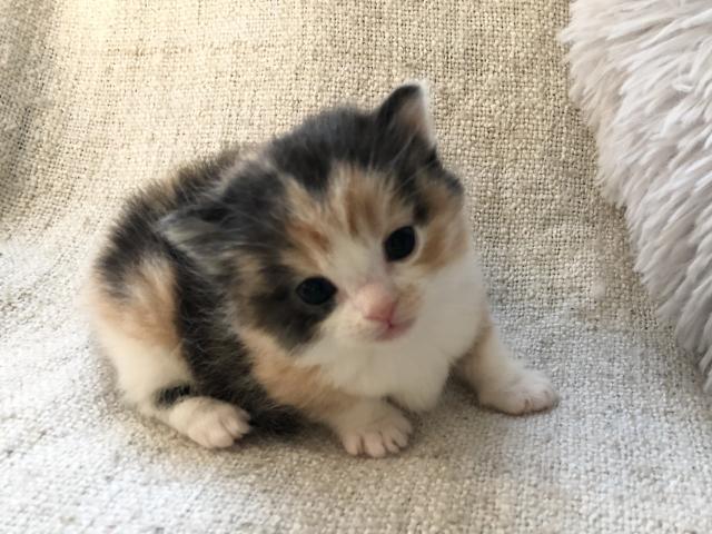 マンチカン短足ちゃん♡出張見学お届けサービス実施中⭐︎