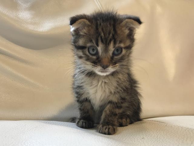 マンチカン 耳折れ足長ちゃん♡