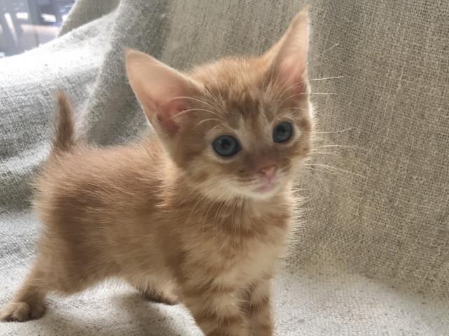 マンチカン♡足長ちゃん