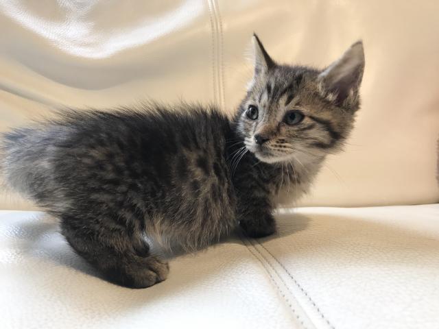 マンチカン短足ちゃん♡