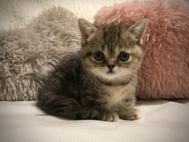 マンチカン♡丸顔のコロコロ短足ちゃん