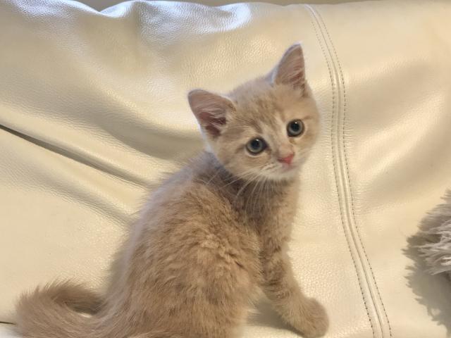 マンチカン♡お目々パッチリ足長ちゃん