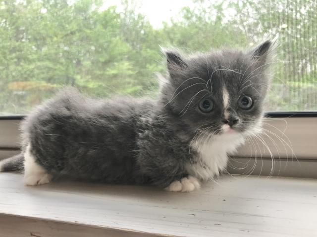 マンチカン長毛短足ちゃん♡