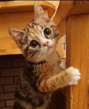 マンチカン靴下ニャンコの長い足ちゃんにゃ~~♫ CMキャットのお孫さんにゃー🐾