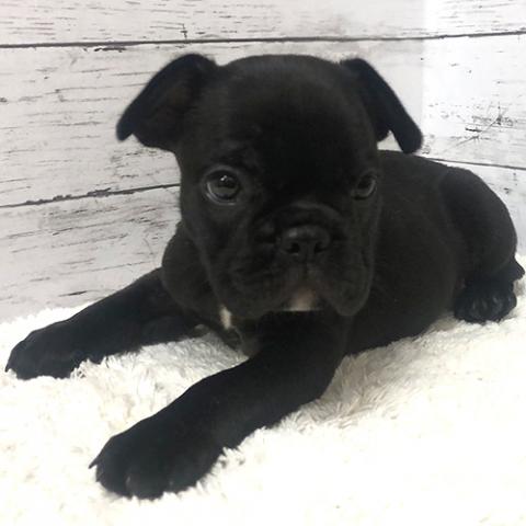 フレンチブルドッグ