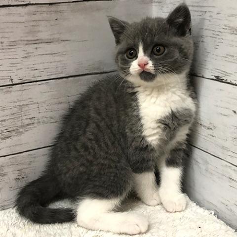 ブリティッシュショートヘア