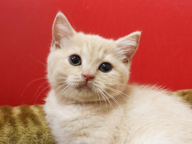 スコティッシュフォールド