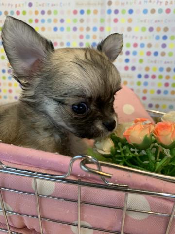 チワワ(ロングコート)