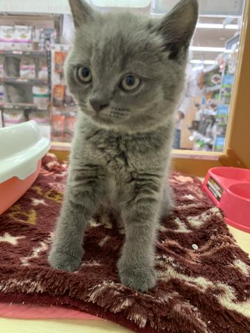 ブリティッシュショートヘア